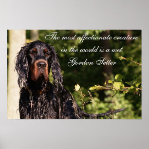 Poster de Wet Gordon Setter