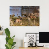 Poster de Whitetail Buck et Doe (Bureau à domicile)