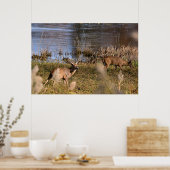 Poster de Whitetail Buck et Doe (Cuisine)