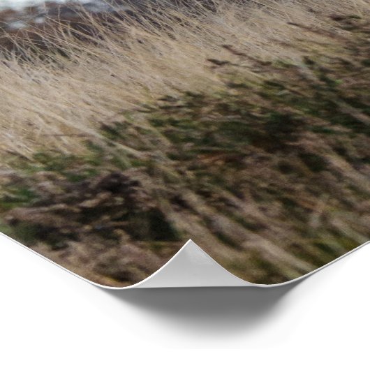 Poster de Yak (Coin)