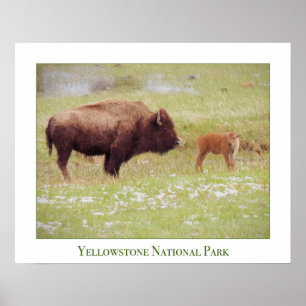 Poster de Yellowstone avec bison et veau