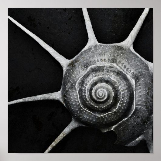 Poster de Yoka Shell (Devant)