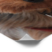 Poster de Yorkie (Coin)