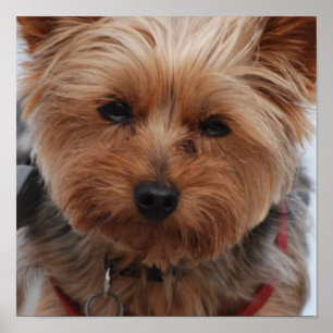 Poster de Yorkie