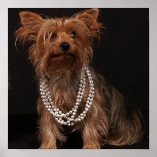Poster de Yorkie in Pearls (Devant)
