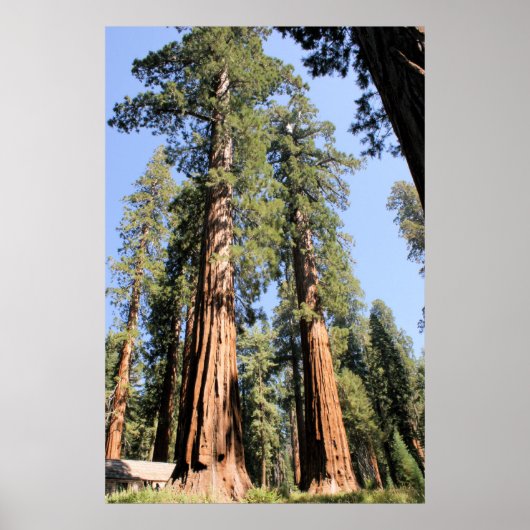 Poster de Yosemite Sequoias (Devant)