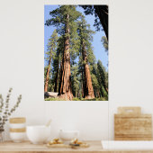 Poster de Yosemite Sequoias (Cuisine)