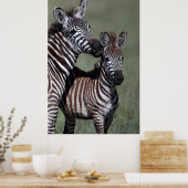 Poster de Zebra African Wildlife (Cuisine)