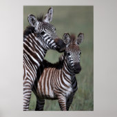 Poster de Zebra African Wildlife (Devant)
