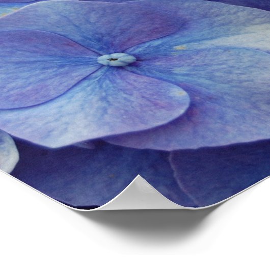Poster de Zoom Hydrangea (Coin)