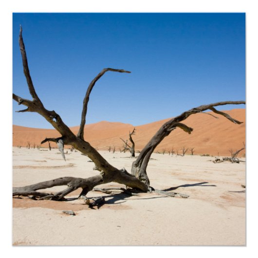 Poster Dead Vlei, Namibie (Devant)