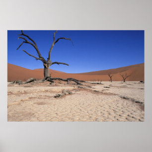 Poster Dead Vlei, Sossusvlei, Parc national de Namib-Nauk