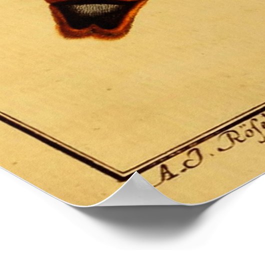 Poster Death's Head Moth (Coin)