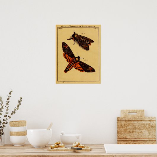 Poster Death's Head Moth (Cuisine)
