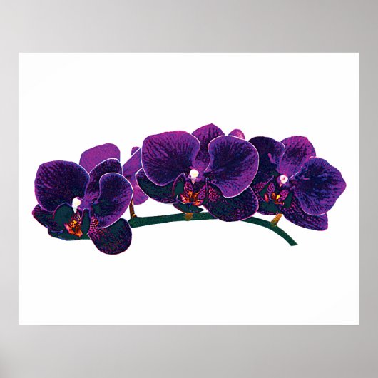 Poster DÉBUT DE MOINS DE 20 $ - Orchidées Phalaenopsis vi (Devant)