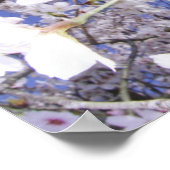 Poster Déchets sur la fleur de cerisier, gros plan (Coin)