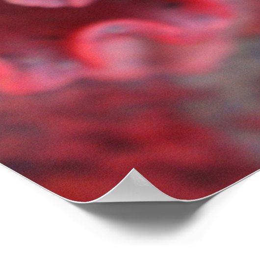 Poster d'Echeveria (Coin)