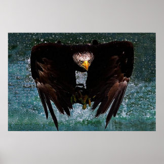 Poster d'éclaboussure de Bald Eagle
