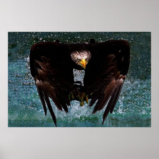 Poster d'éclaboussure de Bald Eagle (Devant)