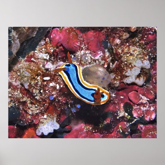 Poster Déclencher Nudibranche (Devant)