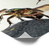 Poster Décollage de Cetonia aurata (Coin)