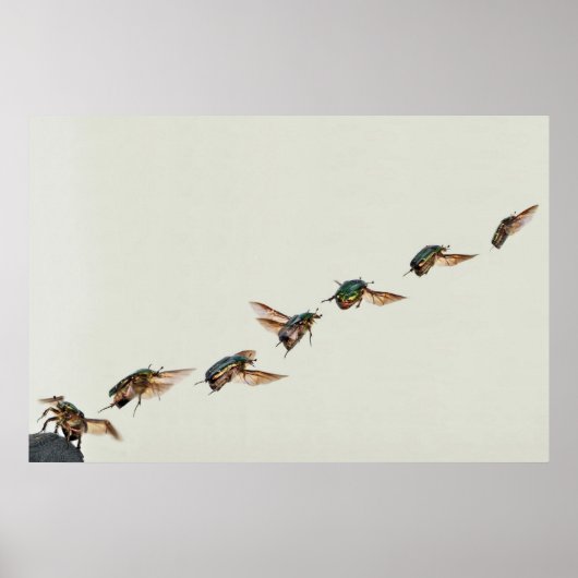 Poster Décollage de Cetonia aurata (Devant)