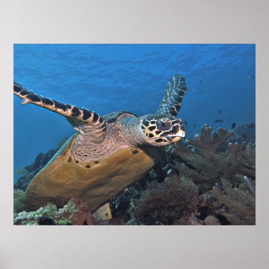 Poster Décollage de la tortue (Devant)