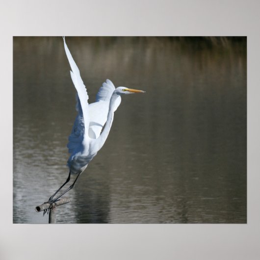 Poster "Décollage", Great Egret (Devant)