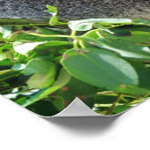 Poster décontracté Koala (Coin)