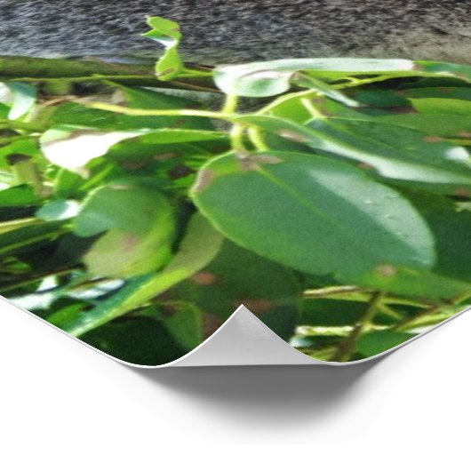 Poster décontracté Koala (Coin)