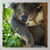 Poster décontracté Koala (Devant)