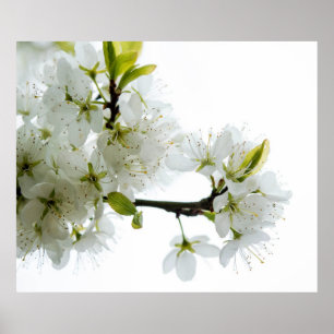 Poster Décor à fleurs 89
