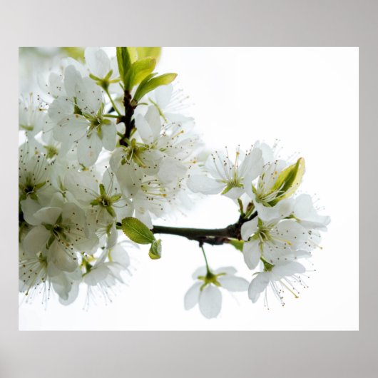 Poster Décor à fleurs 89 (Devant)