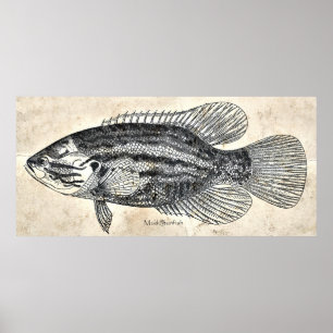 Poster Décor Cuisine Mur Art Vintage Poisson Boue Poisson