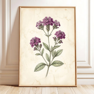 Poster Décor de Ferme Botanique Verveine Vintage