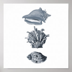Poster Décor de plage de coquillages gris imprimé #8