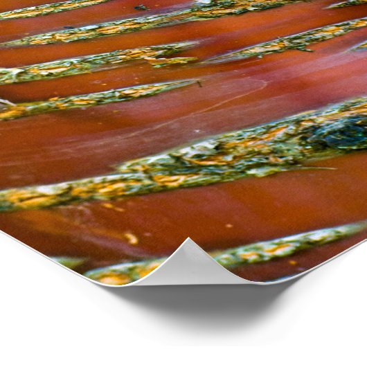 Poster d'écorce d'arbre (Coin)