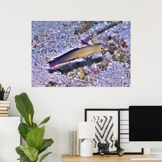 Poster Décoré Dart Goby (Bureau à domicile)