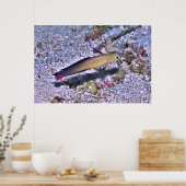 Poster Décoré Dart Goby (Cuisine)