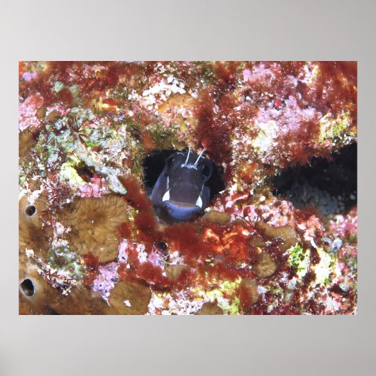 Poster Découvrez un Boo Blenny (Devant)