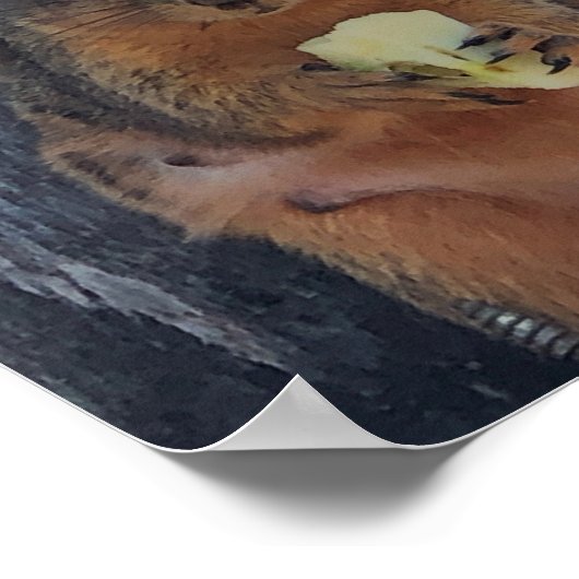 Poster d'écureuil (Coin)