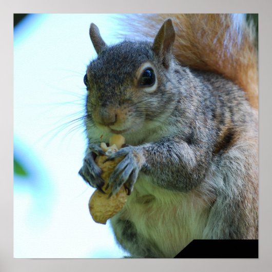 Poster d'écureuil (Devant)