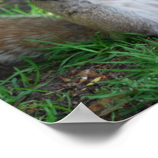 Poster d'écureuil (Coin)