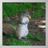 Poster d'écureuil (Devant)