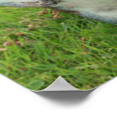 Poster d'écureuil (Coin)