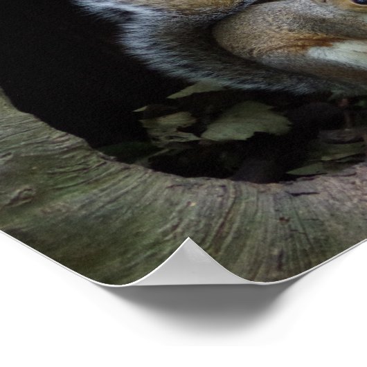 Poster d'écureuil (Coin)