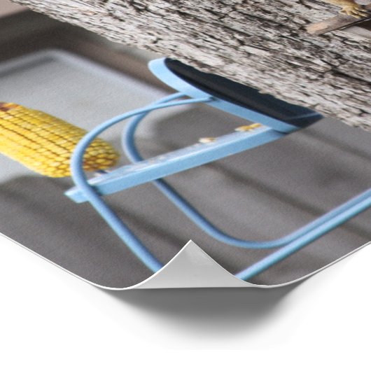 Poster d'écureuil (Coin)