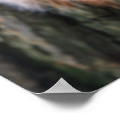 Poster d'écureuil d'arbre (Coin)