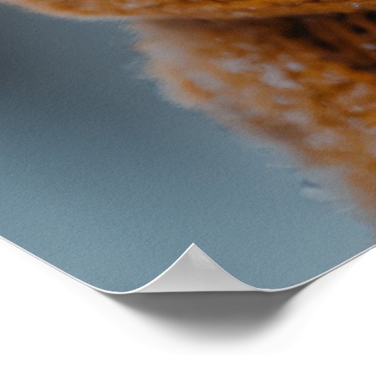 Poster d'écureuil d'hiver (Coin)