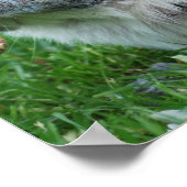 Poster d'écureuil gris (Coin)